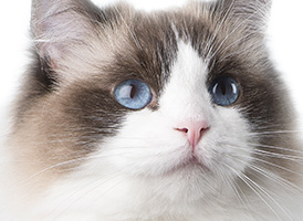 人気の猫種・猫の種類から子猫を探す 5位：ラグドール